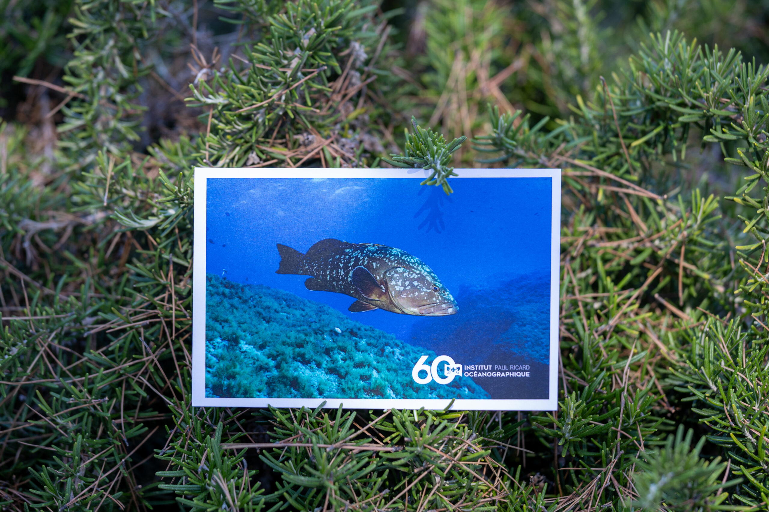 Kit de 10 cartes postales